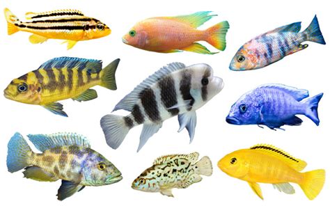 Exploring the Diverse African Fish List .